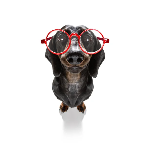 Dumb crazy dog — Stock Photo, Image