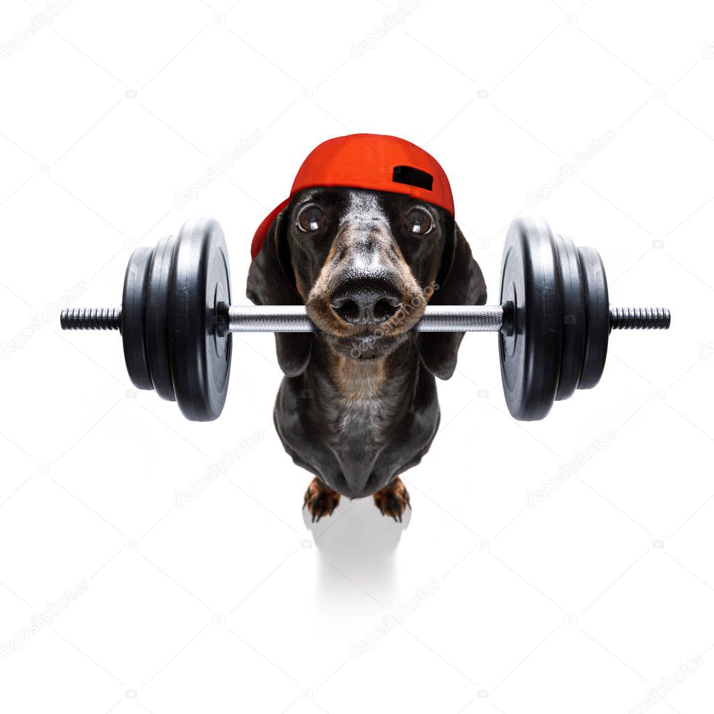 personal trainer dog