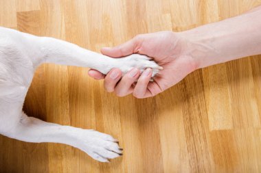 köpek ve sahibi el sıkışma