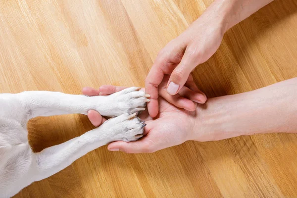 Köpek ve sahibi el sıkışma — Stok fotoğraf