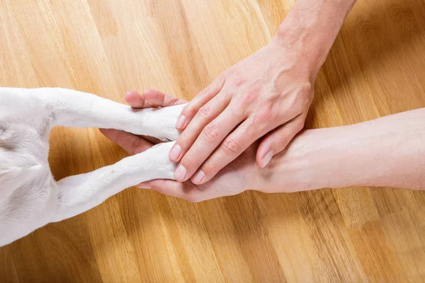 Köpek ve sahibi el sıkışma — Stok fotoğraf