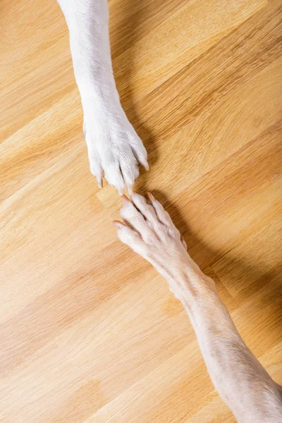 Hund und Herrchen beim Händeschütteln — Stockfoto