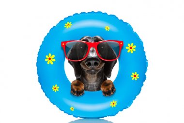 havalı yatak ile güneşlenme köpek