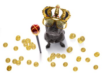 kral zengin para köpek