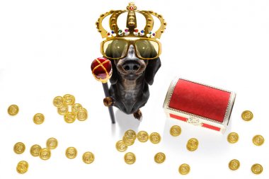 kral zengin para köpek