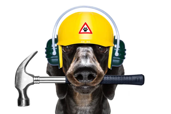 Собака с молотком и шлемом — стоковое фото