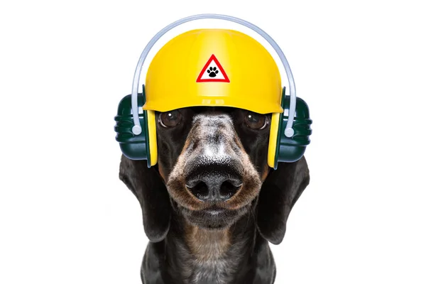 Handyman cão martelo com capacete — Fotografia de Stock