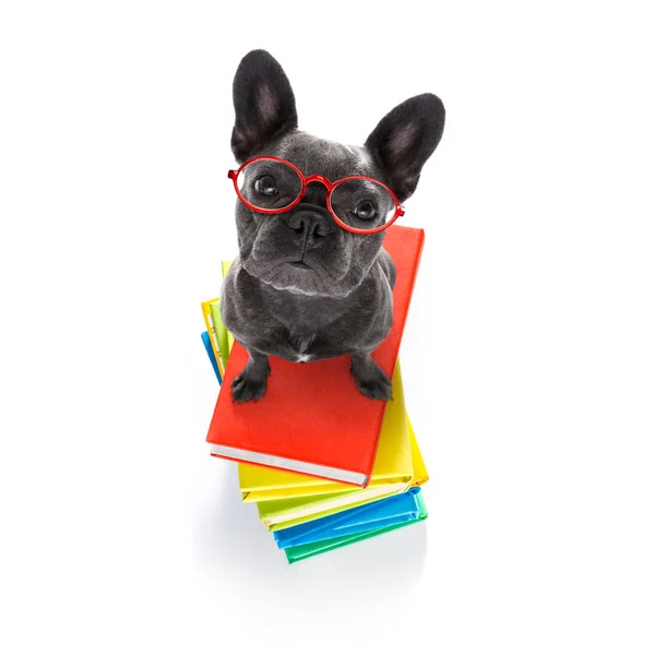 Kluger Hund und Bücher — Stockfoto