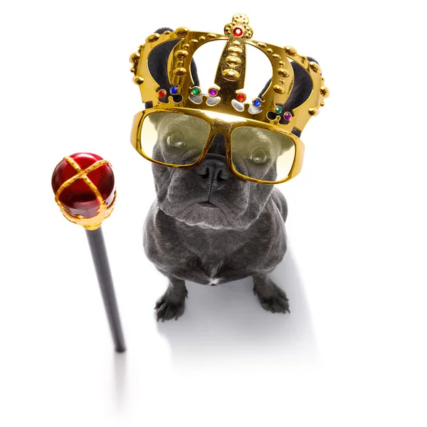 King Rich geld hond — Stockfoto