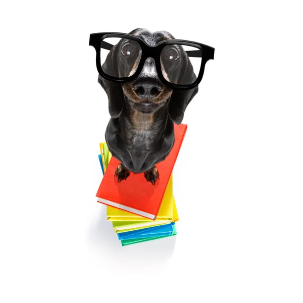 Kluger Hund und Bücher — Stockfoto