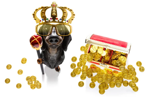 Βασιλιάς πλούσιος σκύλος χρήματα — Φωτογραφία Αρχείου