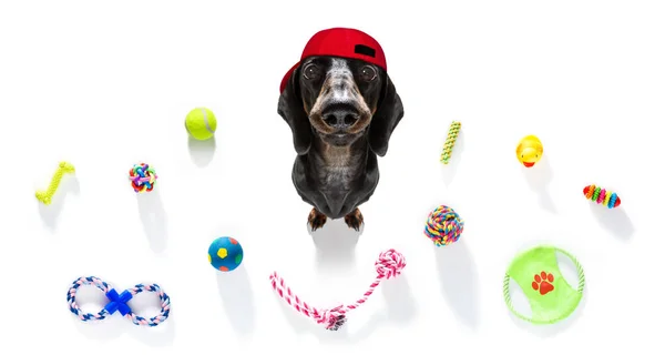 Cão curioso olha para cima com brinquedos prontos para jogar — Fotografia de Stock