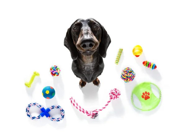 Милая собака смотрит вверх с игрушками, готовыми к игре — стоковое фото