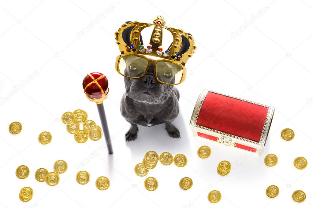 king rich money dog