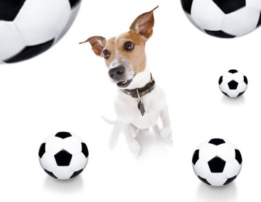 futbol futbol köpek 