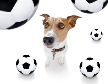 futbol futbol köpek 