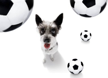 futbol futbol köpek 