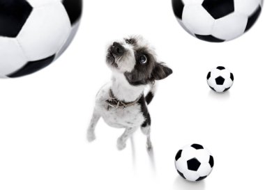 futbol futbol köpek 