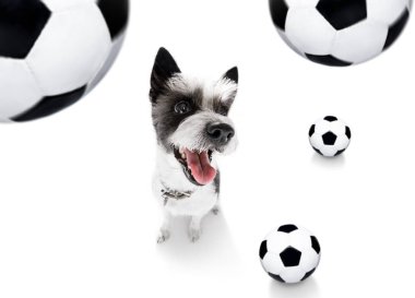 futbol futbol köpek 