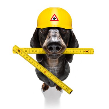 kask ile handyman çekiç köpek 