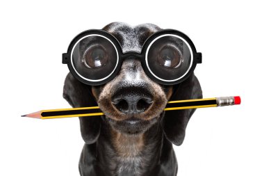 Office çalışan patron köpek 