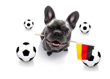 futbol futbol köpek 