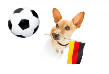 futbol futbol köpek 