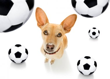 futbol futbol köpek 