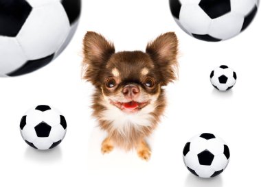 futbol futbol köpek 