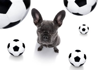 futbol futbol köpek 