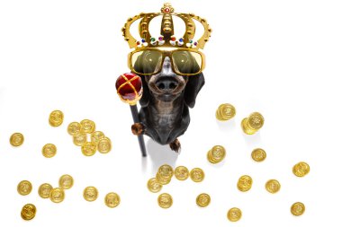 kral zengin para köpek
