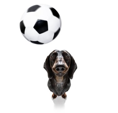 futbol futbol köpek 