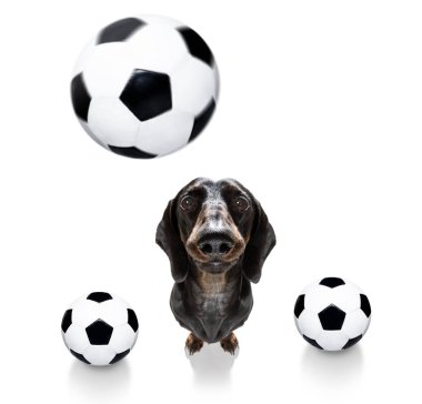 futbol futbol köpek 