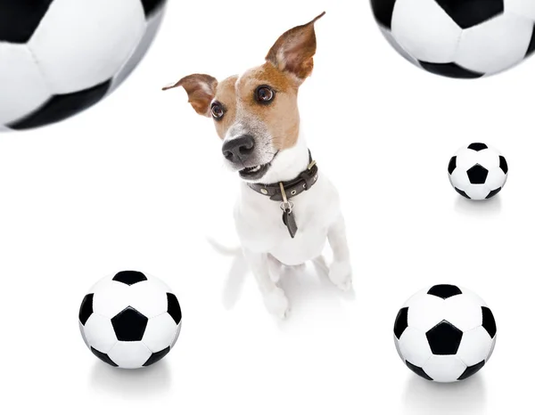 Fútbol fútbol perro de fútbol — Foto de Stock