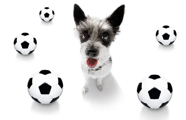 Fútbol fútbol perro de fútbol —  Fotos de Stock