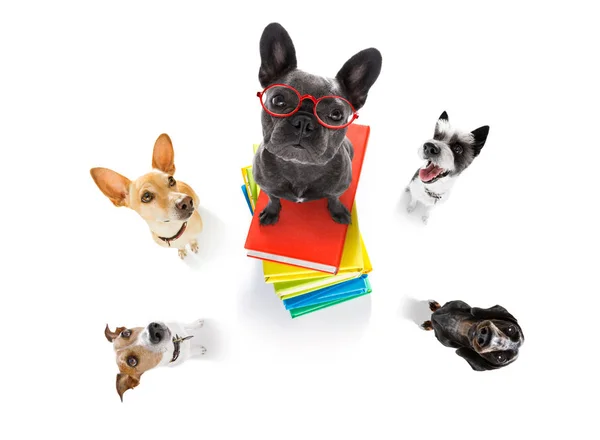 Slimme hond en boeken — Stockfoto