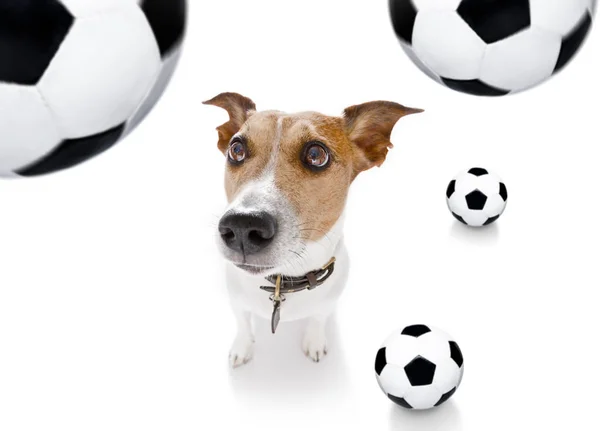 Ποδόσφαιρο Ποδόσφαιρο σκυλί — Φωτογραφία Αρχείου