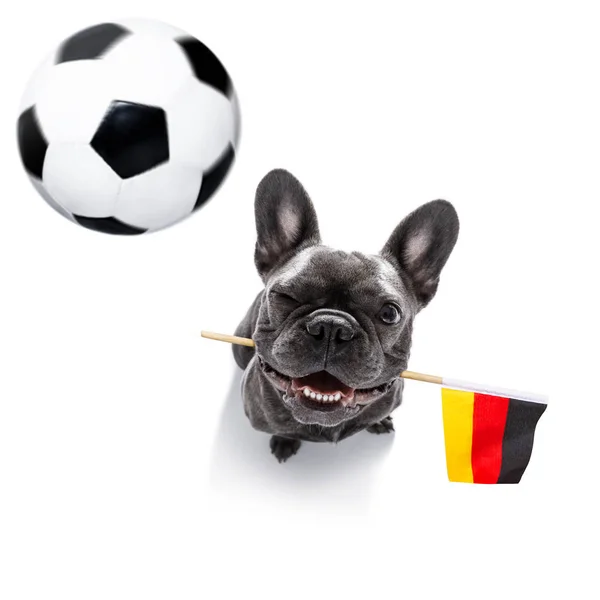 Futbol futbol köpek — Stok fotoğraf