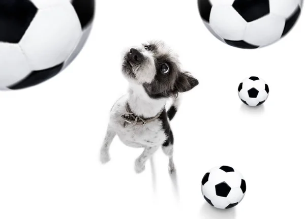 Fútbol fútbol perro de fútbol — Foto de Stock