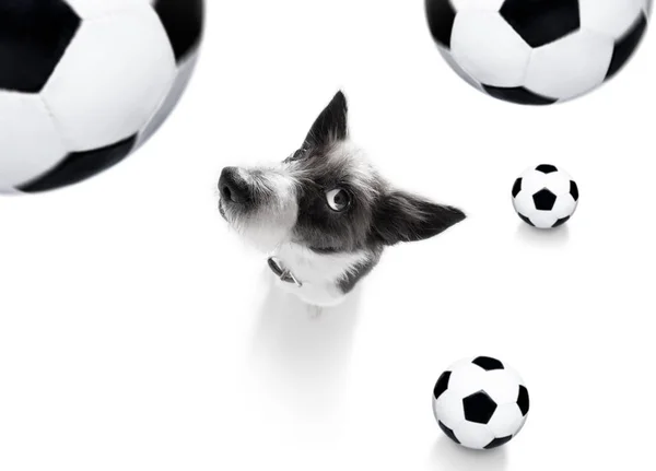 Soccer football dog — Stock Photo, Image