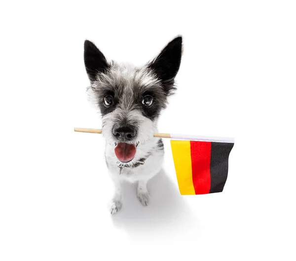 Soccer football dog — Stock Photo, Image