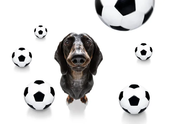 Football chien de football — Photo