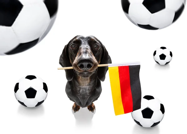 Piłka nożna Piłka nożna pies — Zdjęcie stockowe