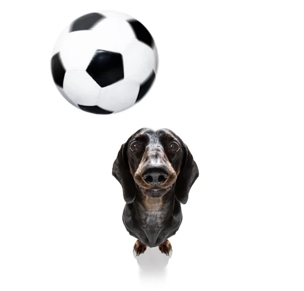 Ποδόσφαιρο Ποδόσφαιρο σκυλί — Φωτογραφία Αρχείου