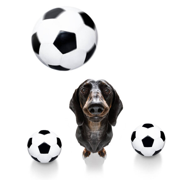 Soccer football sausage dachshund dog playing with leather ball , isolated on white background and german flag