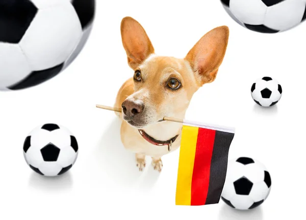 Soccer football dog — Stock Photo, Image