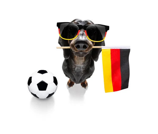 Футбольная собака — стоковое фото