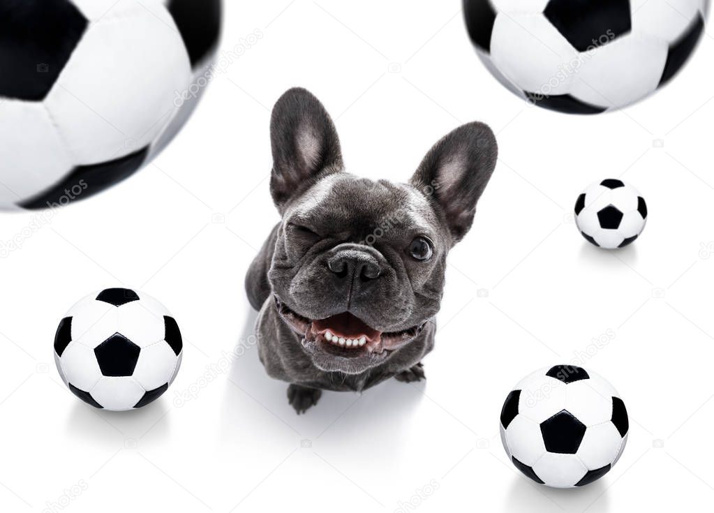 soccer football dog 