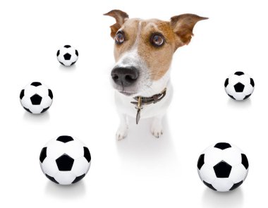futbol futbol köpek 