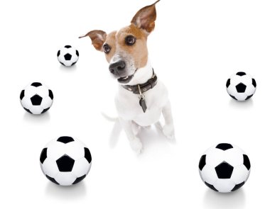 futbol futbol köpek 